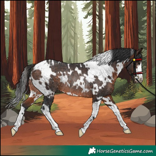 Horse Color:White Spotted Brown Rabicano