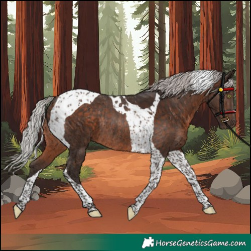 Horse Color:Silver Brown Tobiano Rabicano