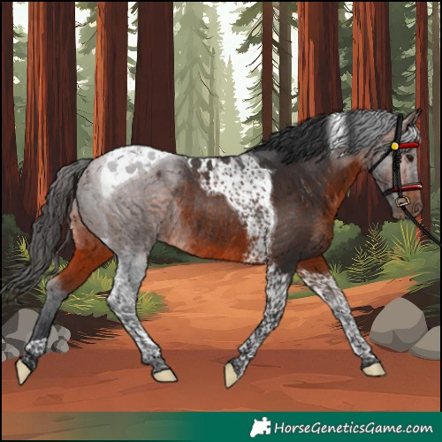 Horse Color:Bay Tobiano Rabicano 