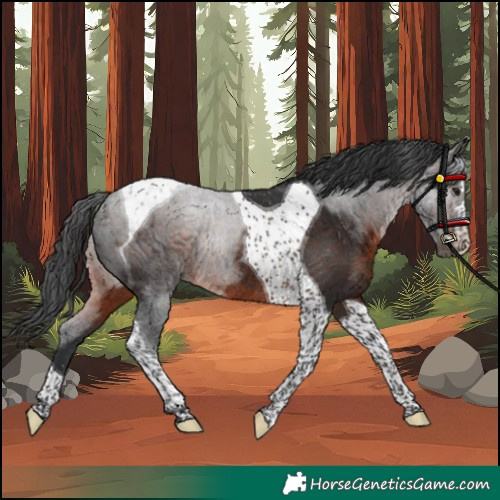 Horse Color:Brown Tobiano Rabicano