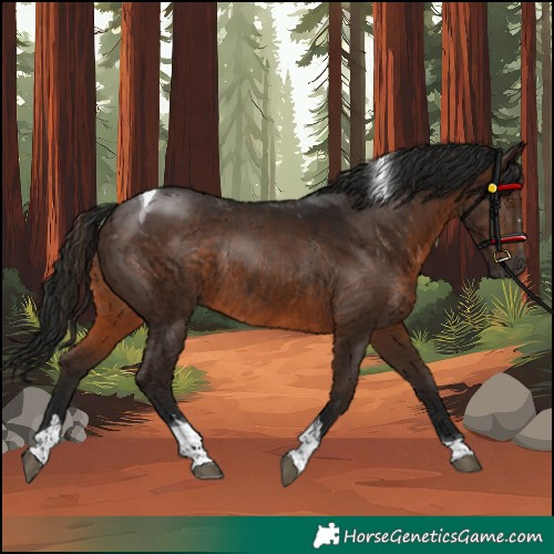 Horse Color:Gray Bay Tobiano Rabicano