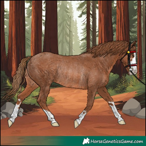 Horse Color:Chestnut Rabicano 