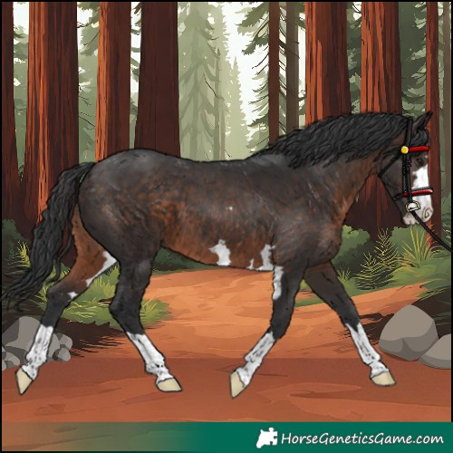 Horse Color:Brown