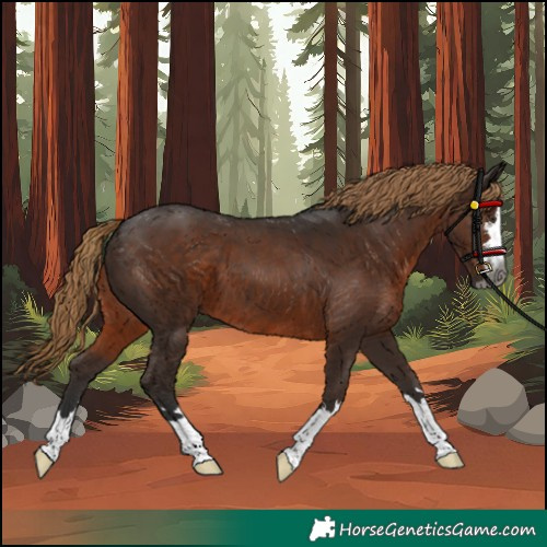 Horse Color:Gray Liver Chestnut
