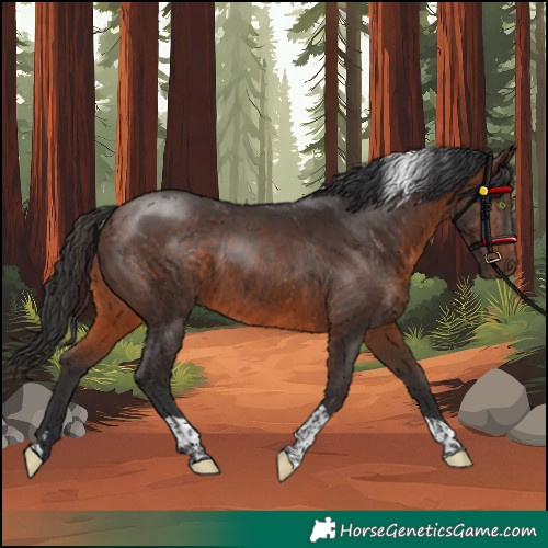 Horse Color:Brown Tobiano