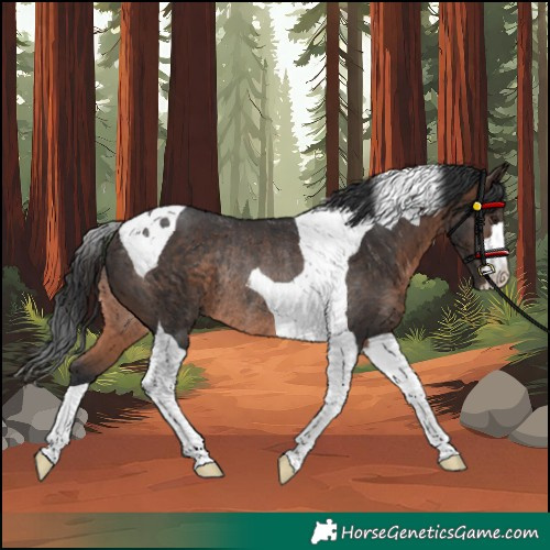 Horse Color:Brown Tobiano Rabicano 