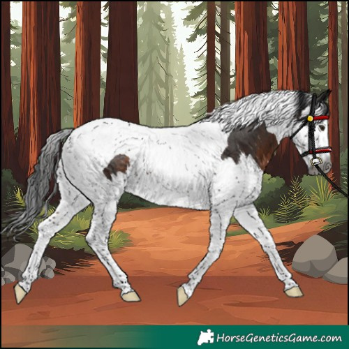 Horse Color:Gray Brown Splash Tobiano Rabicano