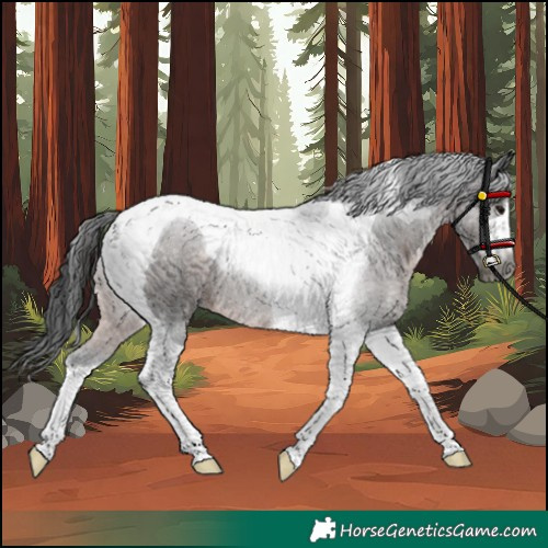 Horse Color:Gray Brown Tobiano Rabicano 