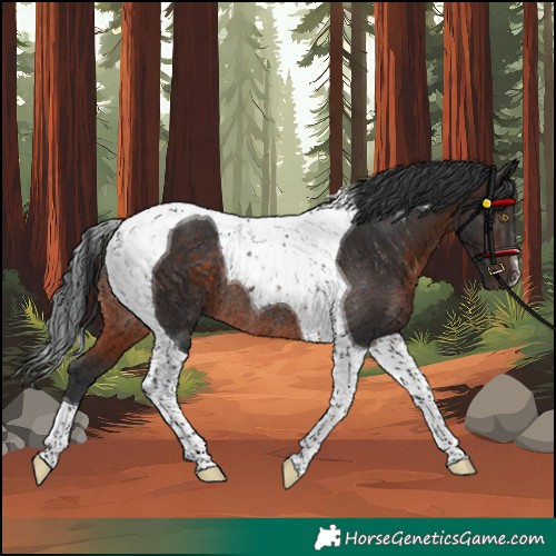 Horse Color:Brown Tobiano Rabicano 