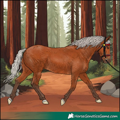 Horse Color:Silver Bay 