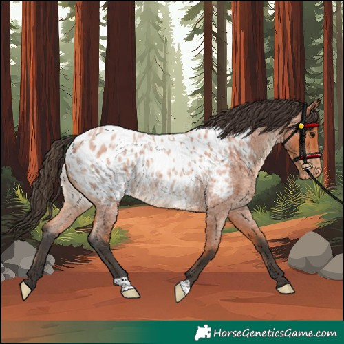 Horse Color:Bay Roan Appaloosa Rabicano 