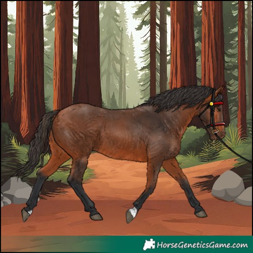 Horse Color:Bay 