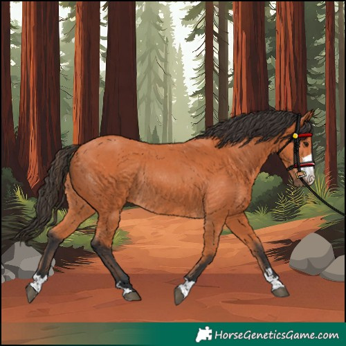 Horse Color:Bay Rabicano 