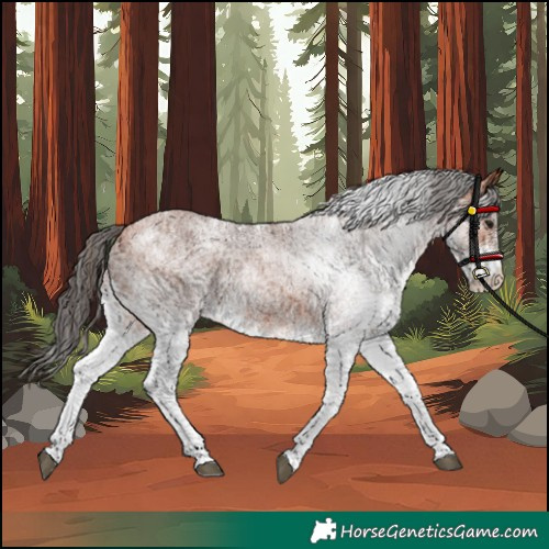 Horse Color:White Spotted Bay