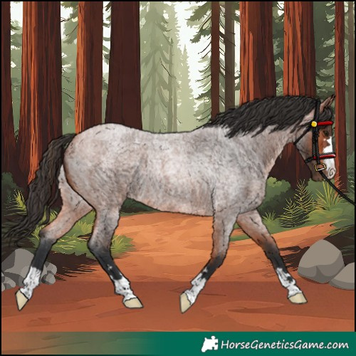 Horse Color:Bay Roan Rabicano 