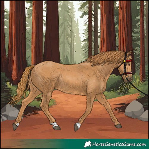 Horse Color:Chestnut Rabicano 