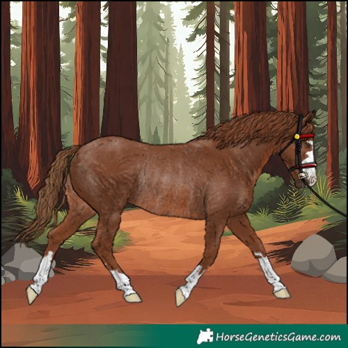 Horse Color:Chestnut Rabicano