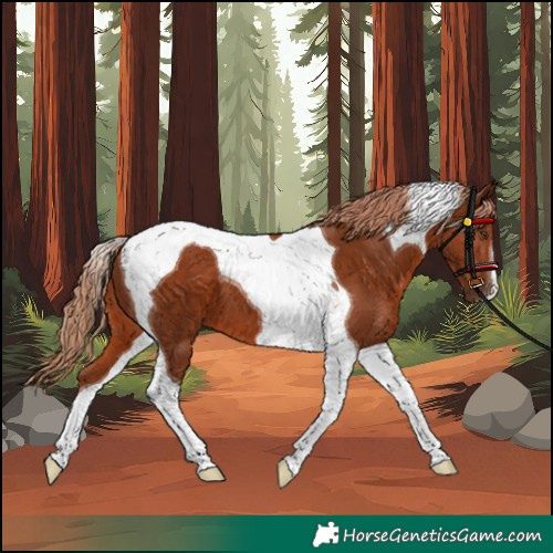 Horse Color:Chestnut Tobiano 