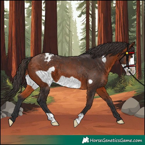 Horse Color:Bay Frame Appaloosa 