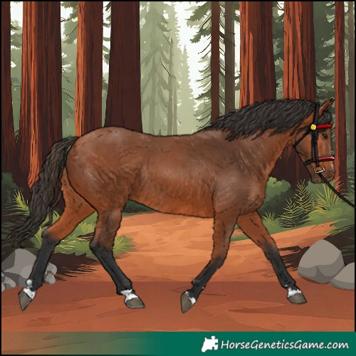 Horse Color:Bay Rabicano 