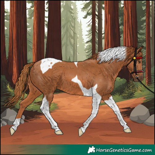 Horse Color:Chestnut Tobiano