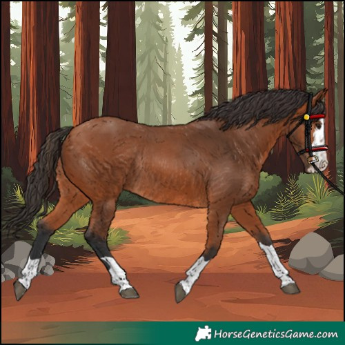 Horse Color:Bay Rabicano 
