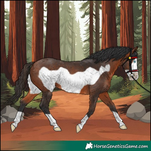 Horse Color:Bay Frame