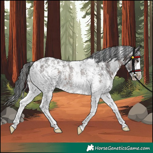 Horse Color:Brown Sabino Rabicano 