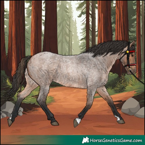 Horse Color:Bay Roan