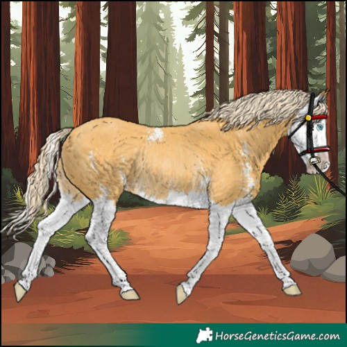 Horse Color:Palomino Sabino Splash Rabicano