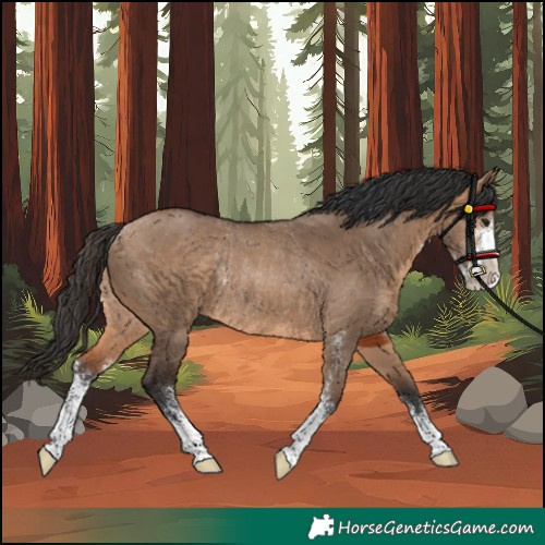 Horse Color:Bay Dun Sabino Rabicano 