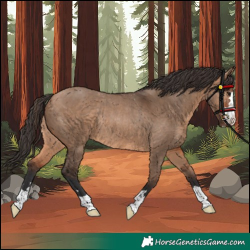 Horse Color:Bay Dun Rabicano 