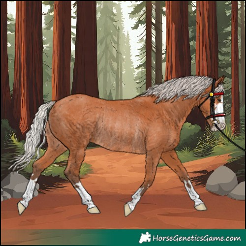 Horse Color:Silver Bay Rabicano
