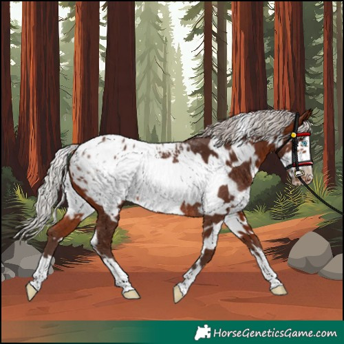 Horse Color:White Spotted Silver Brown Frame Appaloosa Rabicano