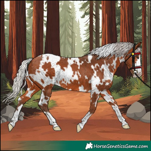 Horse Color:White Spotted Silver Bay 