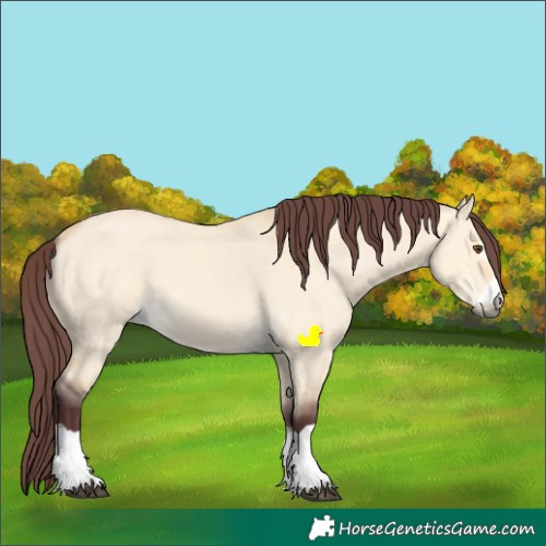 Horse Color:Chocolate Buckskin Dun 