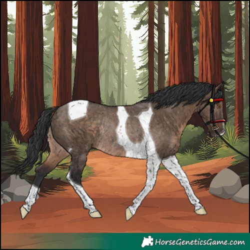 Horse Color:Unknown 