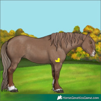 Horse Color:Liver Red Dun Sabino Rabicano
