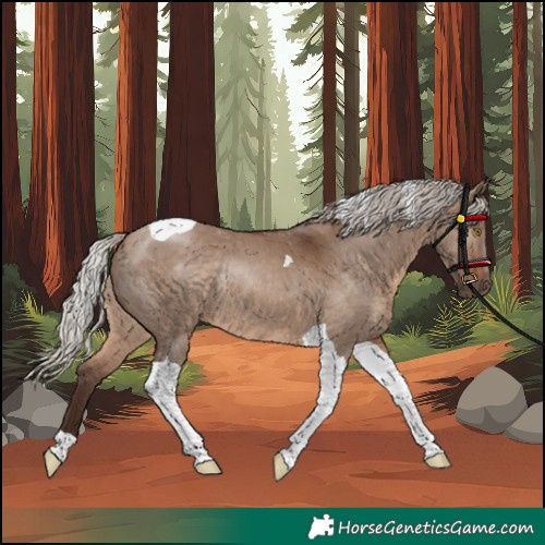 Horse Color:Unknown 