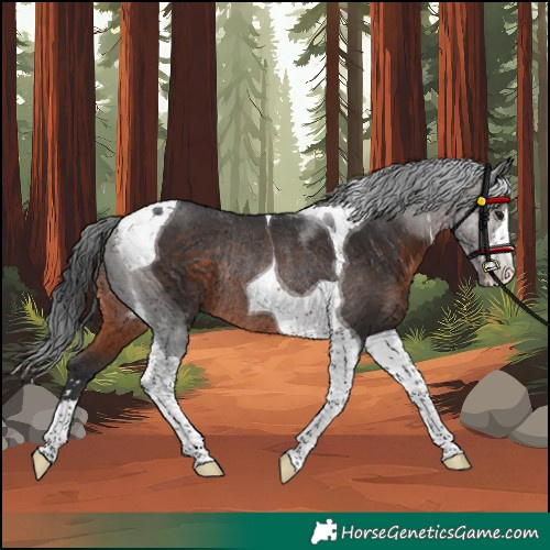 Horse Color:Unknown 