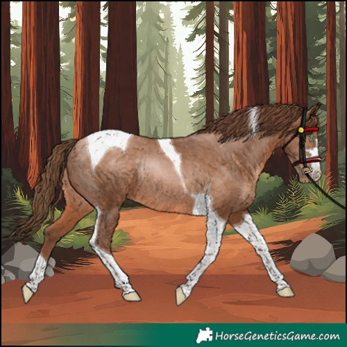 Horse Color:Unknown 