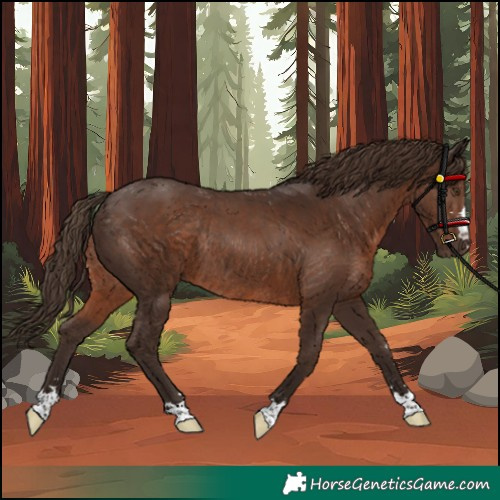 Horse Color:Unknown 