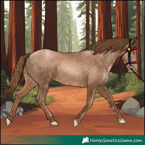 Horse Color:Unknown 