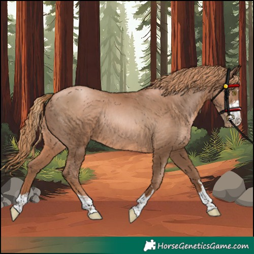 Horse Color:Unknown 