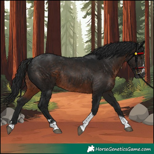 Horse Color:Unknown 