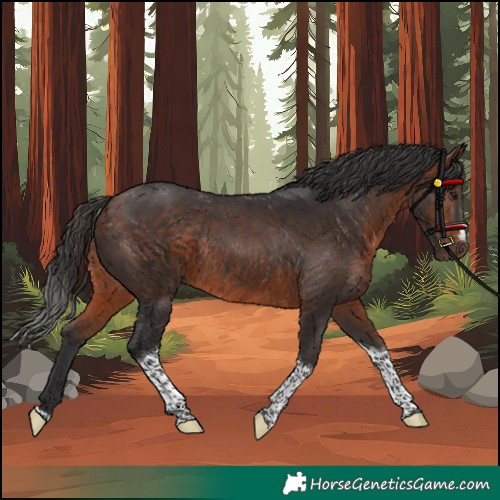 Horse Color:Unknown 
