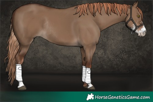 Horse Color:Liver Red Dun Sabino Rabicano