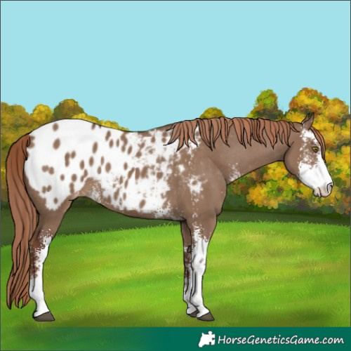 Horse Color:Liver Red Dun Sabino Appaloosa Rabicano