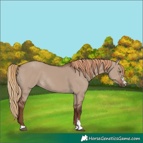 Horse Color:Liver Red Dun Sabino Rabicano