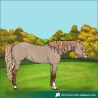 Horse Color:Liver Red Dun Sabino Rabicano